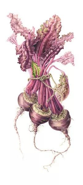 植物手绘 Annie Patterson