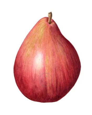 Carrie Megan 植物手绘