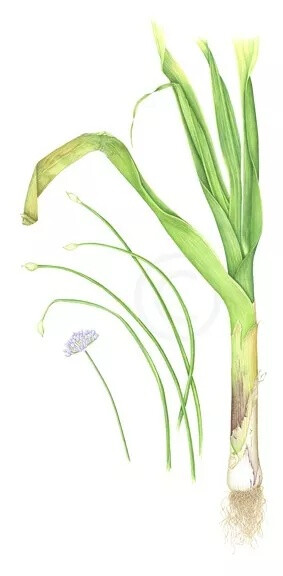 Carrie Megan 植物手绘