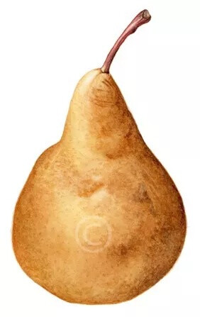 Carrie Megan 植物手绘