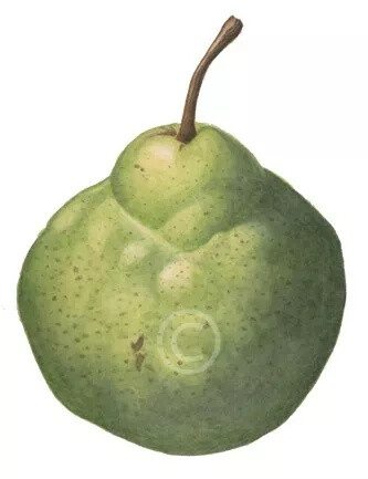 Carrie Megan 植物手绘