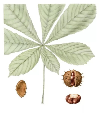 Carrie Megan 植物手绘