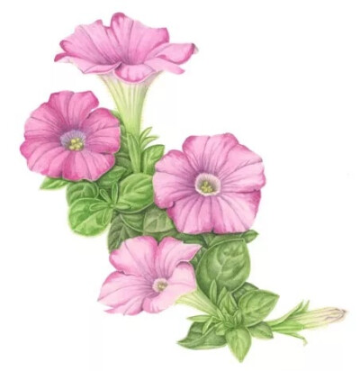 Carrie Megan 植物手绘