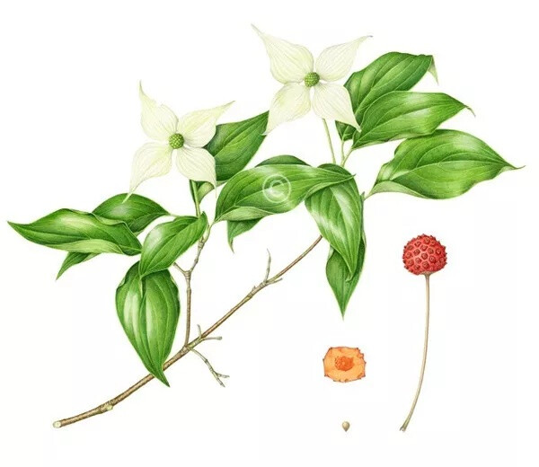 Carrie Megan 植物手绘