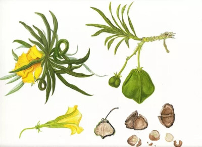 Dinita Mir 植物手绘