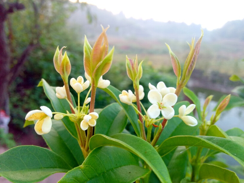 桂花