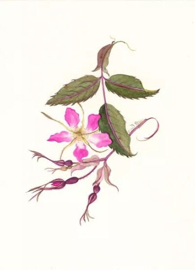 Dinita Mir 植物手绘