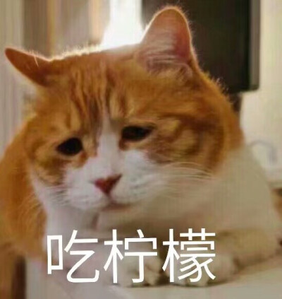 吃柠檬橘猫表情包