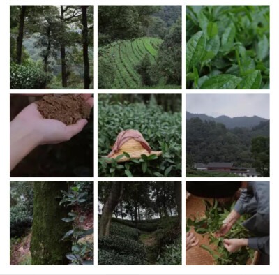 万物的生长以年为周期，春日盛放花朵的油菜结了子，又被榨取油后，余渣以肥料的形式回到了茶园中。茶树在秋冬汲取养分，枝叶茹沐雨水，等到来年春来，才长出新茶。桂花也慢慢开了，只再过一些时日，好摘取花朵窨入今…