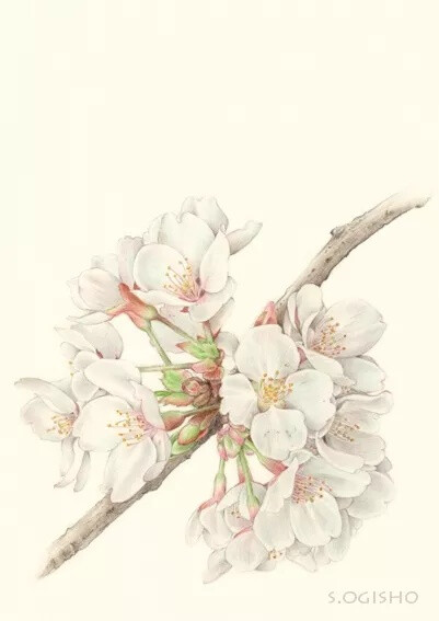 荻莊聖子(Seiko ogysy) 的彩铅画