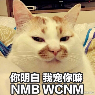 网红猫猫楼楼表情包