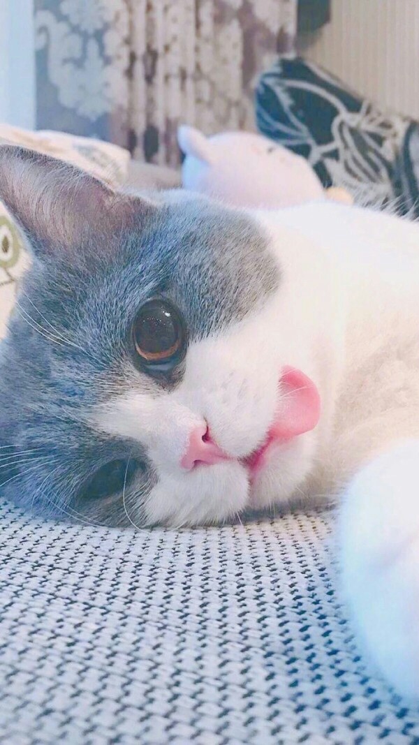 猫