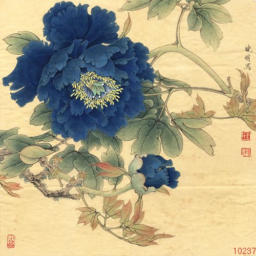 牡丹