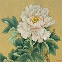 牡丹