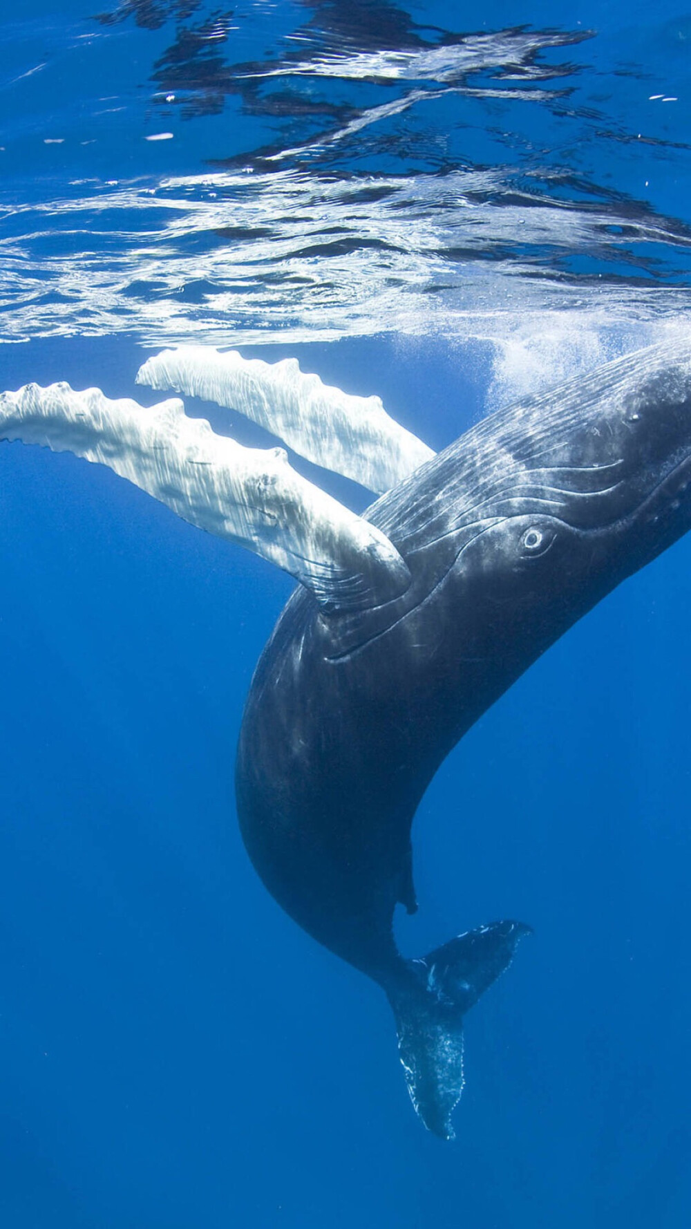 深海鲸鱼手机壁纸图片