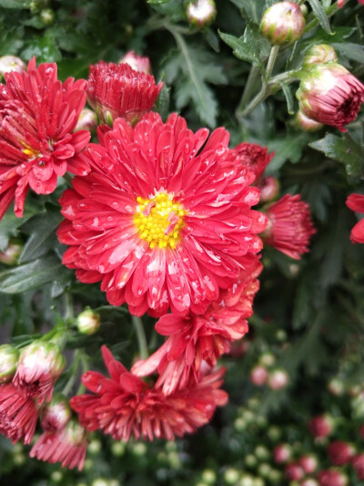 雨后花朵