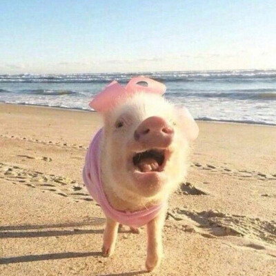 情头猪
本人用着呢