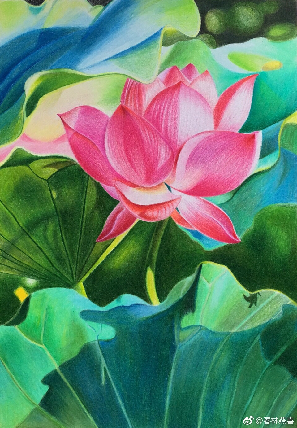 彩铅画荷花