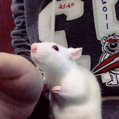 元芳现在在家里