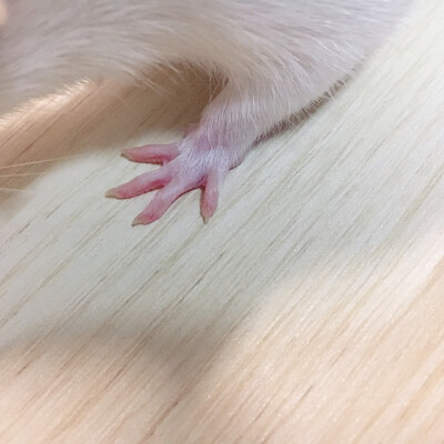 小爪子.❤️