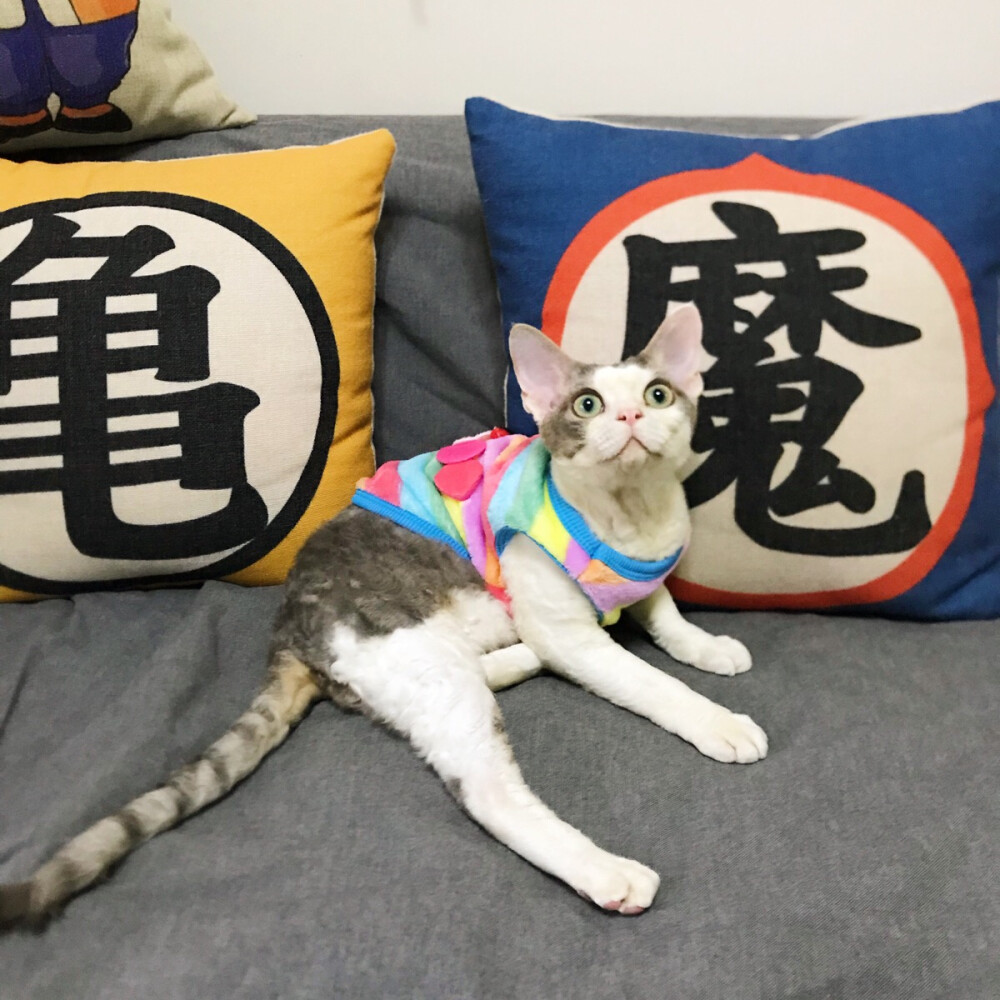 德文卷毛猫