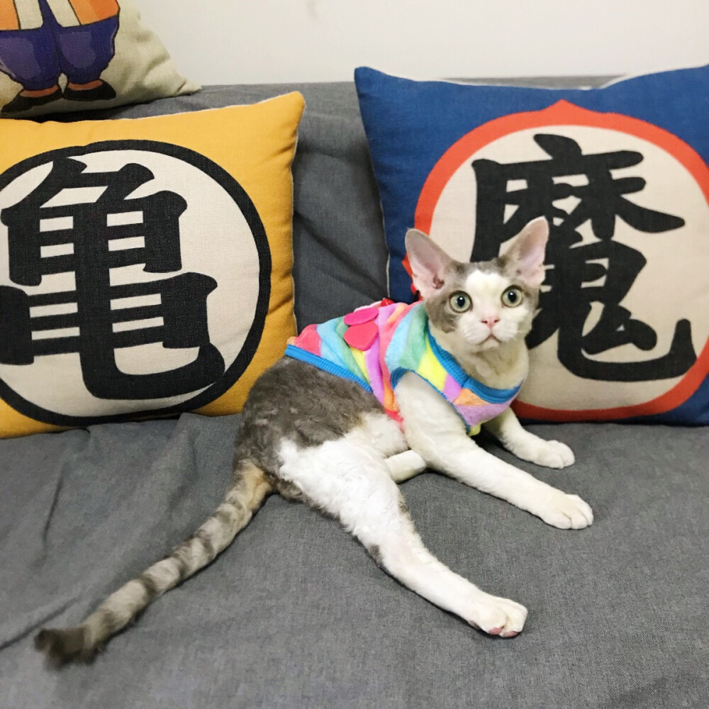 德文卷毛猫