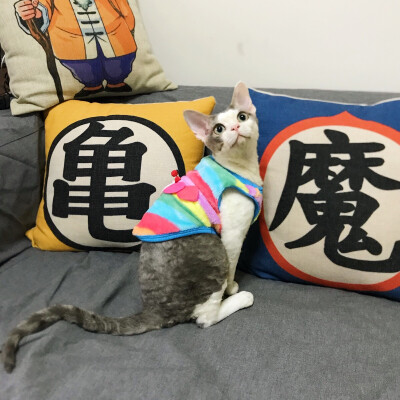 德文卷毛猫