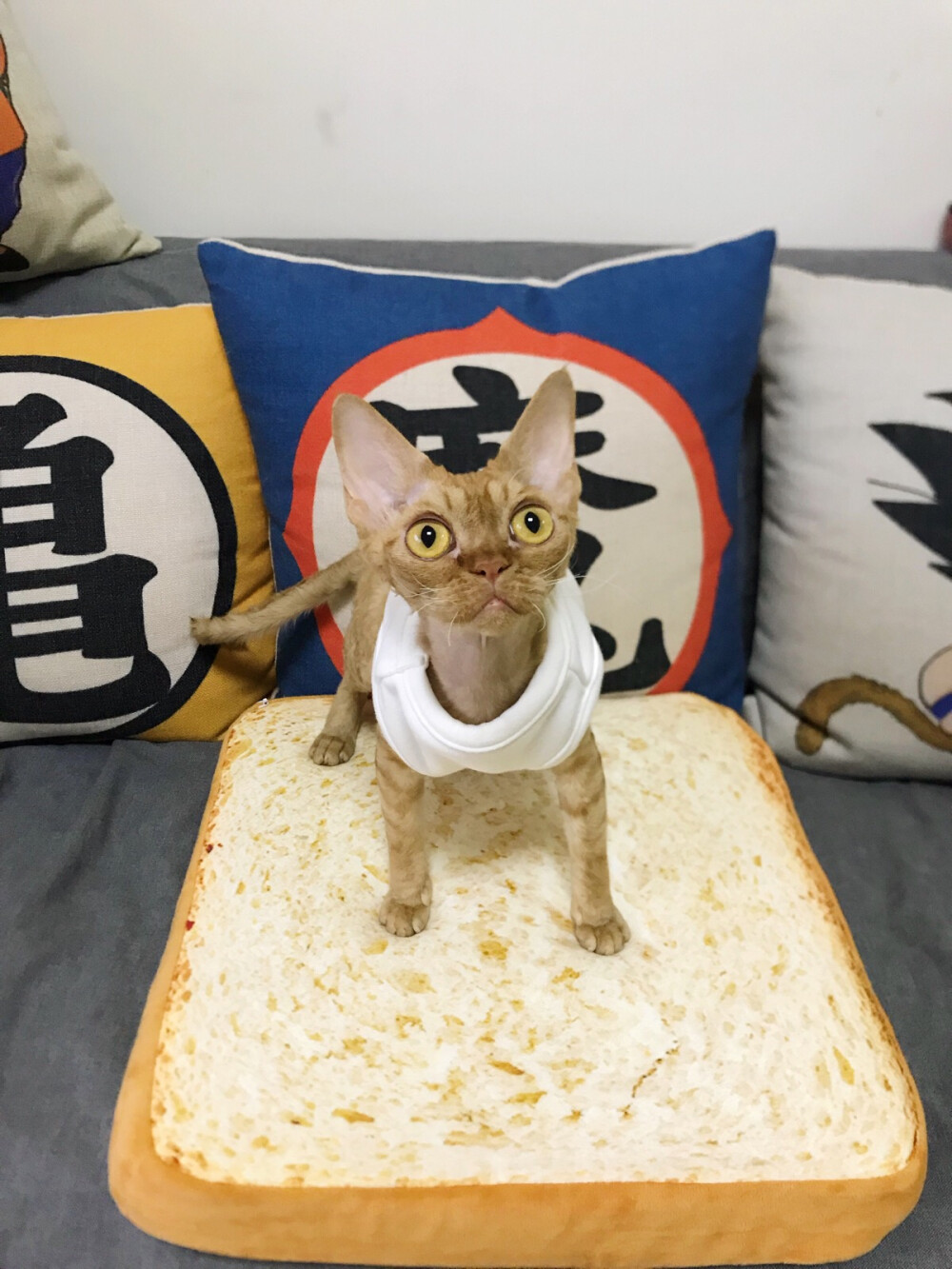 德文卷毛猫