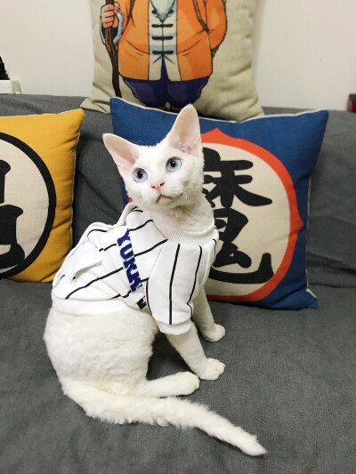 德文卷毛猫