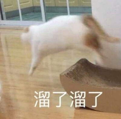 楼楼