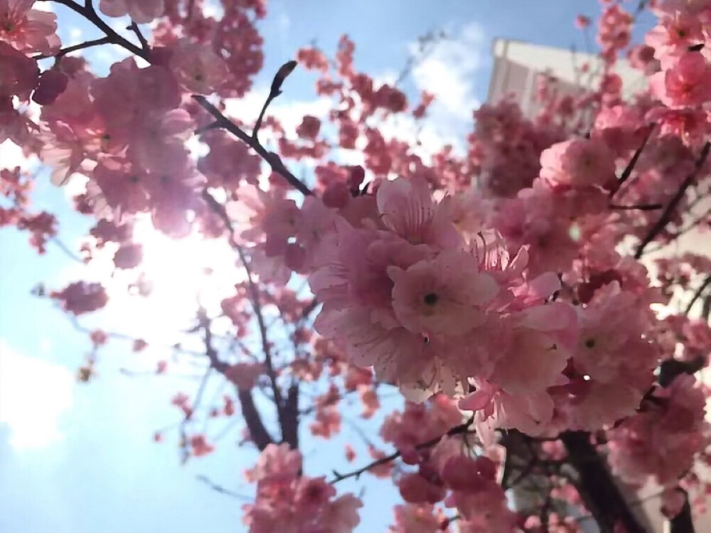 樱花天