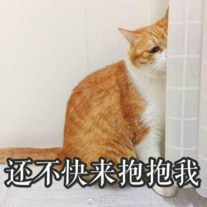 猫日