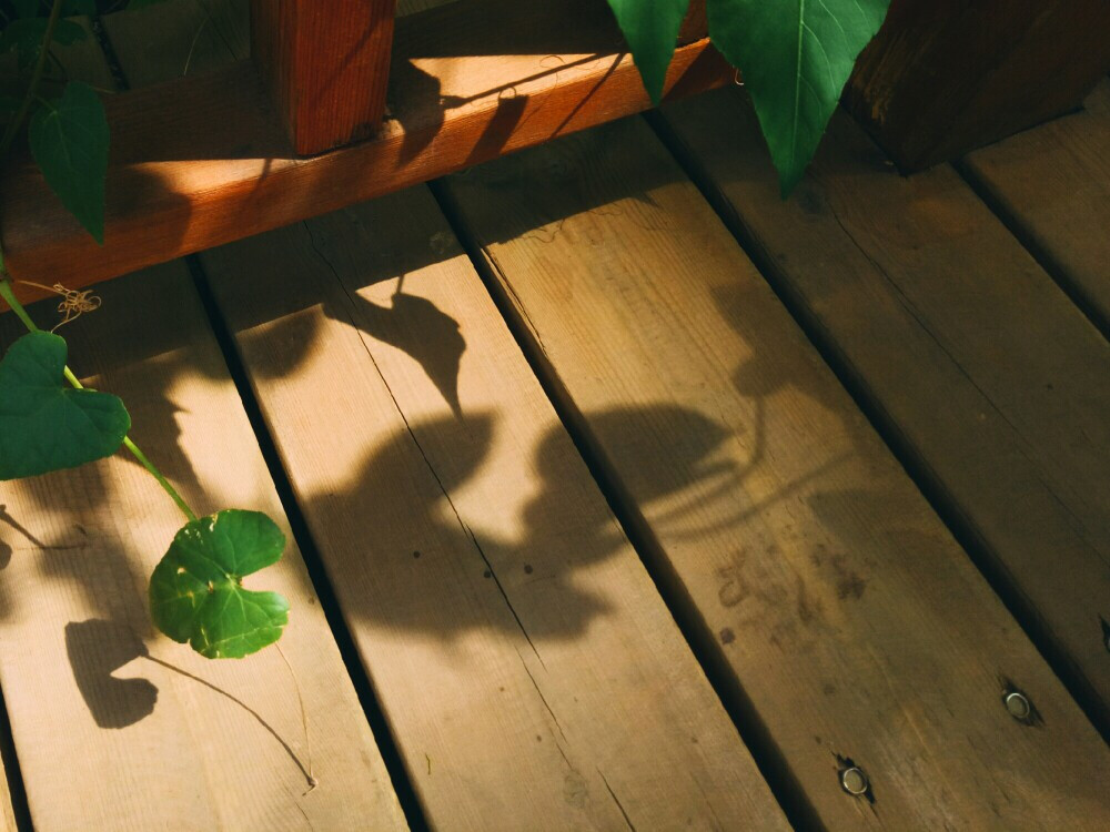 植物园游