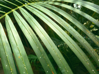 植物园游