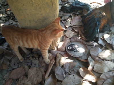 橘色狸花猫