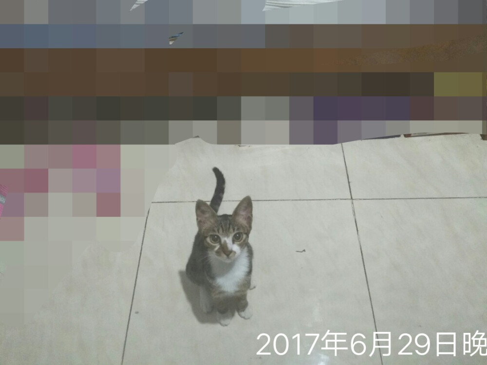 花花小公举（狸花猫）