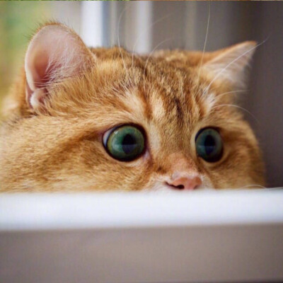 卡姿兰大眼珠子