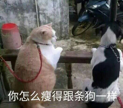 猫咪表情