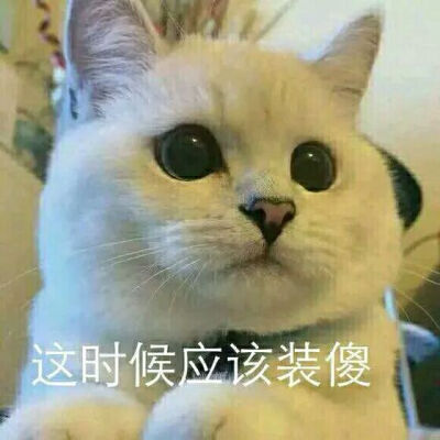 猫猫表情包