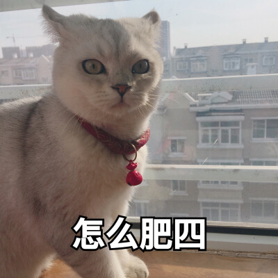 猫表情包