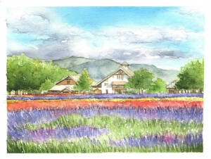 风景水彩  田园  山水 房屋 蓝天 薰衣草 手绘