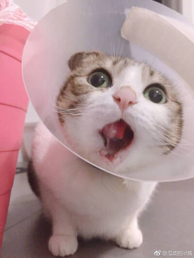 瓜皮＃图源水印＃侵删