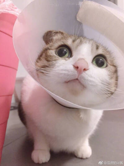 瓜皮＃图源水印＃侵删