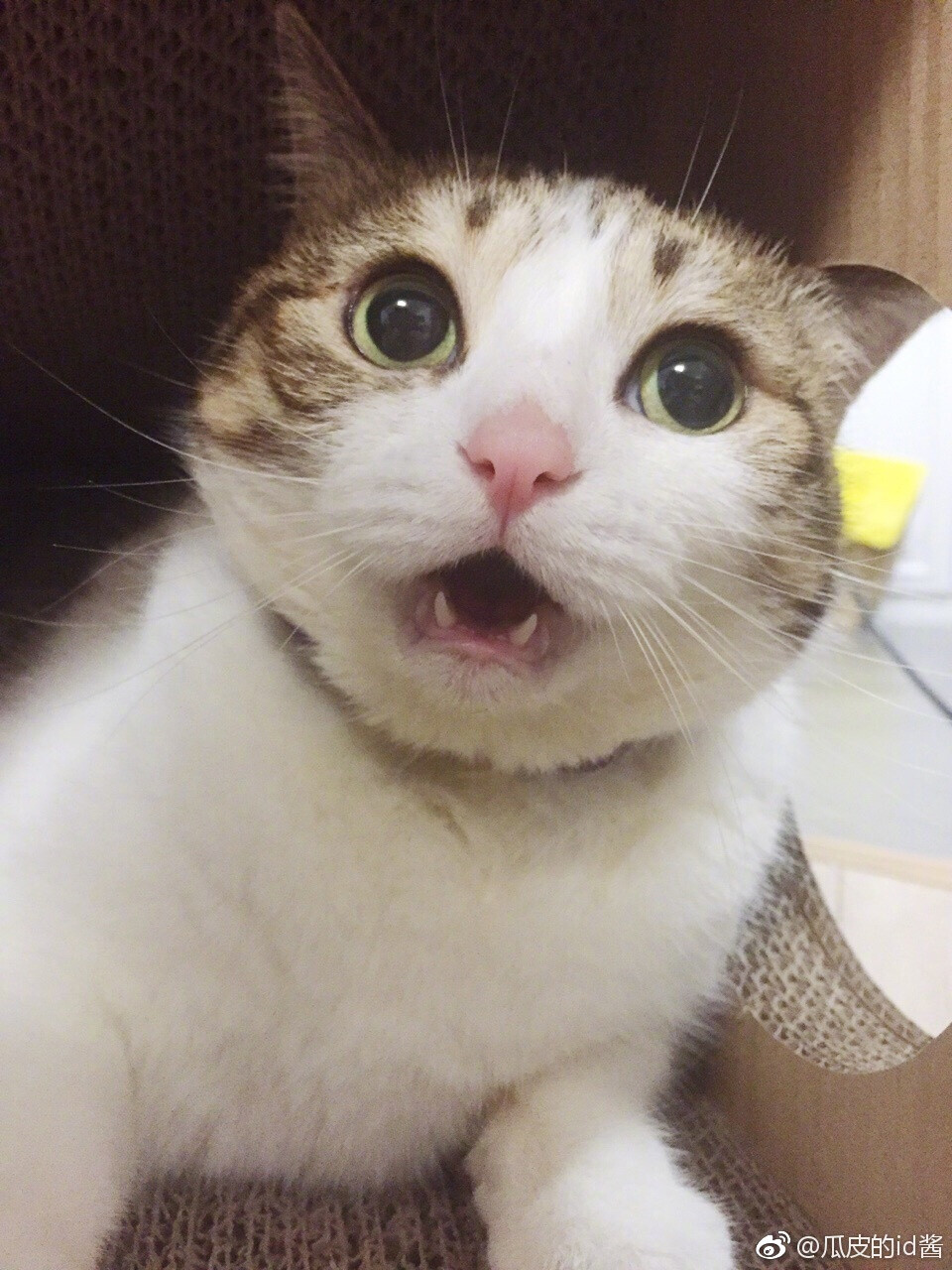 瓜皮＃图源水印＃侵删