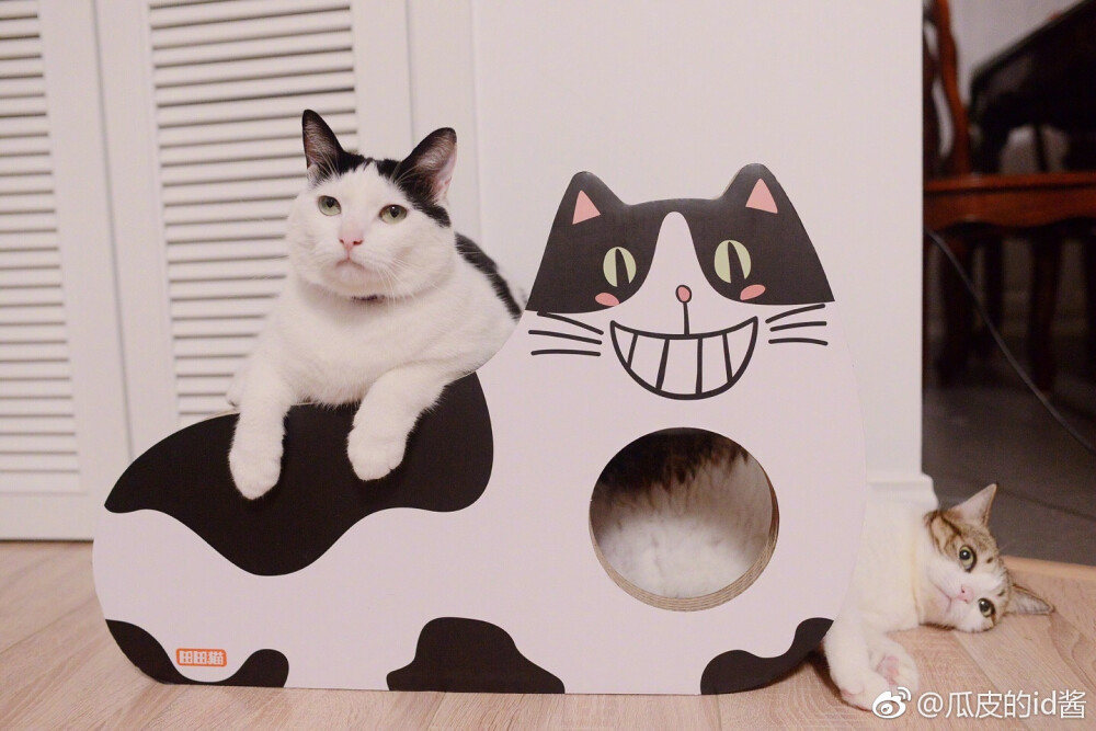 瓜皮萌萌＃图源水印＃侵删