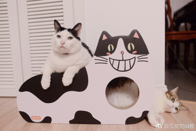 瓜皮萌萌＃图源水印＃侵删