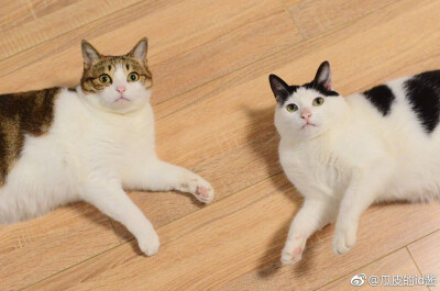 瓜皮萌萌＃图源水印＃侵删