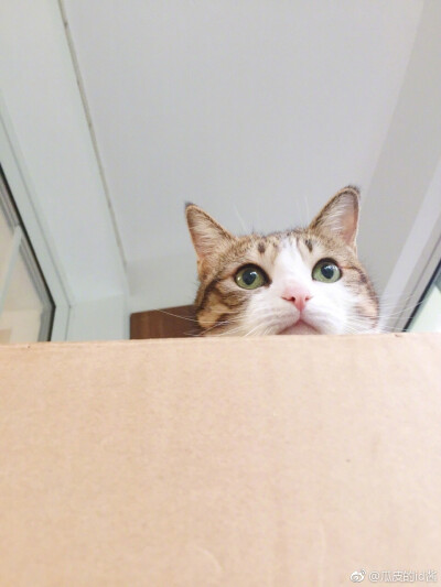 瓜皮＃图源水印＃侵删