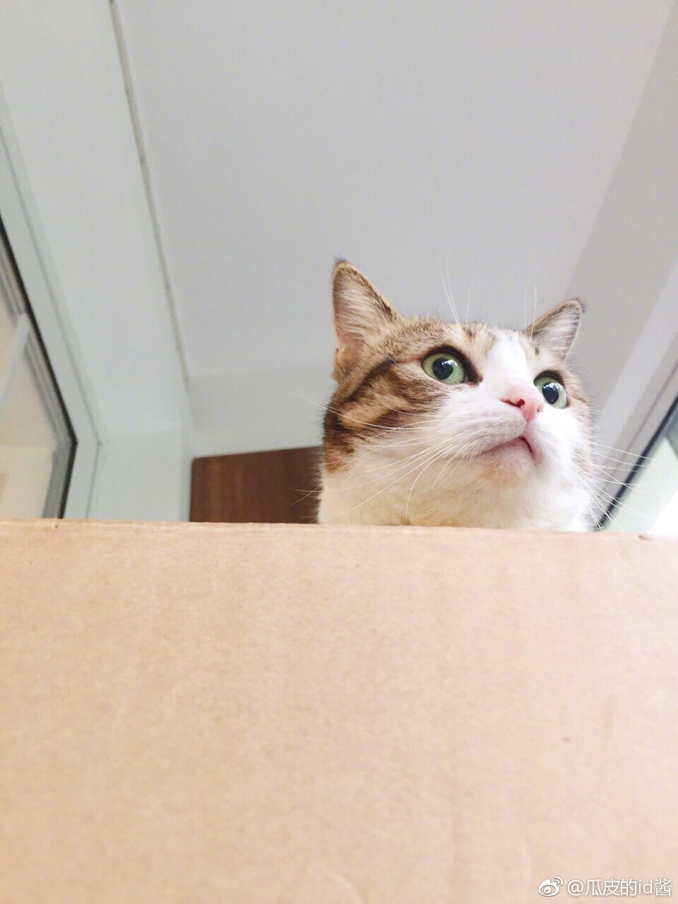 瓜皮＃图源水印＃侵删