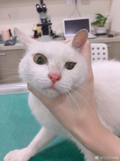 瓜皮萌萌＃图源水印＃侵删